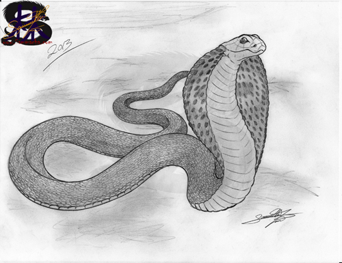 2013 Year of the Snake